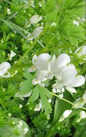 This is my favorite ground cover! Benefits Of Sweet Woodruff Amp Version
