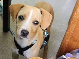 Im auto fährt er lieb mit. Rollie Sucht Sicherheit Und Ein Liebevolles Zuhause