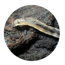 Check spelling or type a new query. Ground Flies Sciarides Culture Indoor Eu