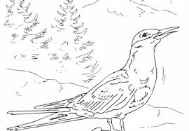 Peregrine falcon coloring page at getcolorings.com | free. Mr Nussbaum Peregrine Falcon Coloring Page