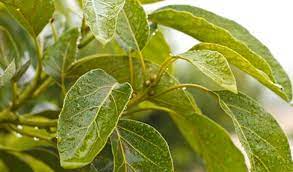 La Hoja De Aguacate Y Sus Propiedades Medicinales Revista La Campina