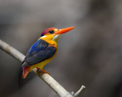 Ceyx erithacus) — азиатская птица семейства зимородковых. File Oriental Dwarf Kingfisher Jpg Wikimedia Commons