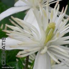 Maybe you would like to learn more about one of these? Bachblute Nr 9 Clematis Clematis Vitalba Weisse Waldrebe