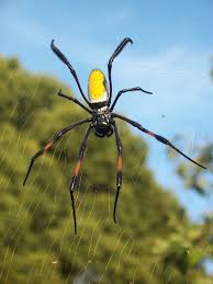 It can be locally abundant in parts of the south east. Araneomorphae Wikipedia