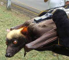 The philippines has some of the most bizarre creatures in the world. Giant Golden Crowned Flying Fox Wikiwand