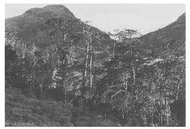 Image result for Helichrysum whyteanum