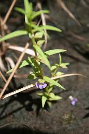 Image result for Bacopa floribunda