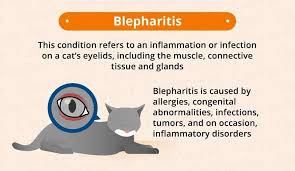 Your kitty no longer has to suffer. Cat Eye Infection Recognize The Signs Canna Pet Cat Eye Infection Blepharitis Eye Infections