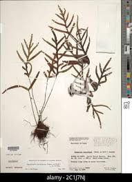 Image result for Zygophlebia