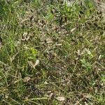 Image result for Tristachya