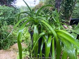 Image result for Albuca kirkii