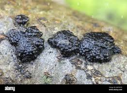 Image result for Hypoxylon multiforme