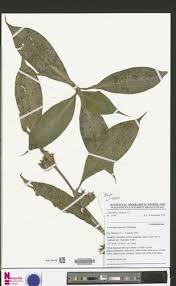 Image result for Coleotrype laurentii