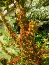 Image result for Rumex nepalensis