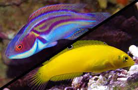 Fish Store And Aquariums For Sale In Phoenix Az Ocean Floor Store