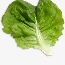 Check spelling or type a new query. Gambar Daun Salad Segar Selada Makanan Salad Png Dan Psd Untuk Muat Turun Percuma Selada Makanan Makanan Dan Minuman