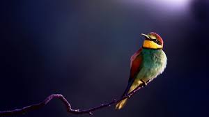 Wallpaper Hd Images Of Birds Of Paradise Colorful Birds Colorful Hd Birds Wallpapers Birds Cute Birds Hd Wallpapers Full Beautiful Bird Wallpaper Beautiful Birds Bird Wallpaper