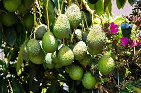 I grew an avo tree from seed at my old place (also in sydney), and after a bit more than five years it was pretty tall (albeit a bit skinny). Avocado Trees For Sale Buy Avocado Plants The Tree Center