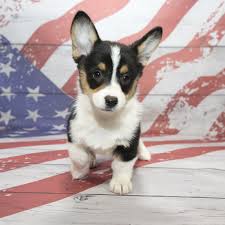 The pembroke welsh corgi puppies are merry and expressive but also intelligent and active. Pembroke Welsh Corgi Puppies For Sale