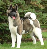 There are two separate varieties of akita: Haben Akita Inu S Und American Akitas Ahnlichen Charakter Hunderassen