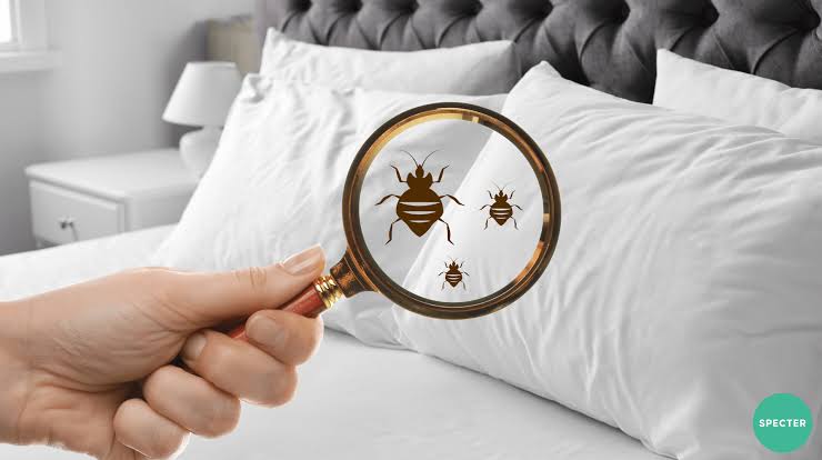 5 Common Mistakes Homeowners Make When Dealing with Bed Bugs