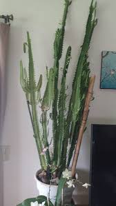 Image result for Euphorbia mlanjeana