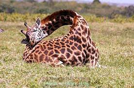 Sembrerebbe un animale con le gambe lunghe e cosìlo stesso collo non è così facile da regolare per riposare. Come Dormono Le Giraffe Foto Quanto E Dove Dorma Una Giraffa La Natura 2021