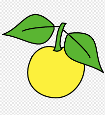 But many of the citrus varieties we know and buy in the grocery store today haven't been around nearly as long. Fruit Apricot Plum Rose Family Tree Apricot Food Leaf Plant Stem Png Pngwing