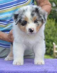 We are a small hobby breeder located in gates, north carolina. View Ad Australian Shepherd Puppy For Sale Near North Carolina Monroe Usa Adn 14349