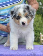 Mini australian shepherd puppies for sale the miniature american shepherd or miniature australian shepherd is an active herding dog that resembles the australian shepherd. View Ad Australian Shepherd Puppy For Sale Near North Carolina Monroe Usa Adn 14349