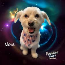 Engraving and Memorial Services by Silva and Silveira