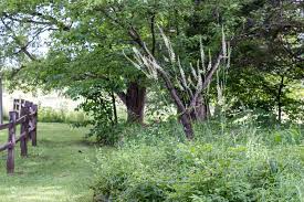 Image result for Faurea racemosa