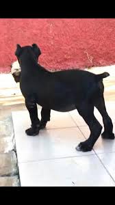 Sus Kopekleri Satlik Erkek Cani Corsa Orjinal Yer Facebook