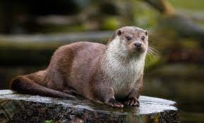 The sea otter animal smaller forepaws have retractable claws, like a cat's, which the sea otter uses for holding food and grooming its fur excellent. The Otter Is Animal Of The Year 2021 Techzle