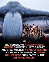 If you think your tongue's doing a lot of work, wait until you hear about  the blue whale's. The blue whale isn't just the largest animal on Earth  it's a creature of