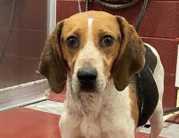 @ humane society of carroll county. Latest Pets Up For Adoption In The Westminster Area Westminster Md Patch