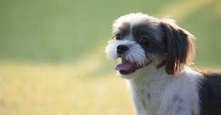 Bea-Tzu