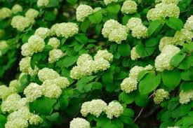 オオデマリ 大手毬 の花言葉と育て方 剪定や挿し木の方法は Horti ホルティ By Greensnap