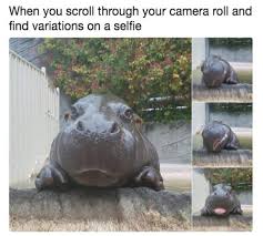 Funny Fresh And Fantastic Animal Memes To Get You Going 12 Animal Memes Funny Animals Funny Animal Memes