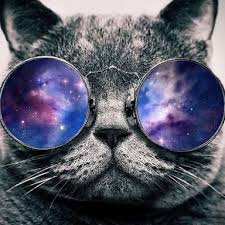 Cat With Glasses Wallpaper Google Search Kedi Hayvanlar Tipografi