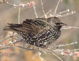 These starlings are native to europe. European Starling Mdc Discover Nature