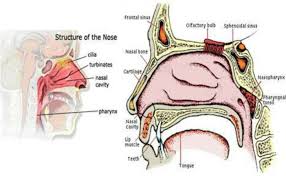 They can happen due to inflammation from asthma, chronic sinus infections, and nasal. Structure Of Nasal Cavity Download Scientific Diagram