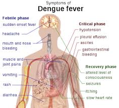 We did not find results for: Dengue Fever Wikipedia