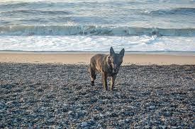 Ein urlaub im ferienhaus in dänemark ist eine wunderbare möglichkeit, dänemarks sehenswürdigkeiten zwischen natur und kultur zu bestaunen. Urlaub In Danemark Mit Hund Welovedenmark