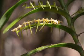 Image result for Tridactyle bicaudata