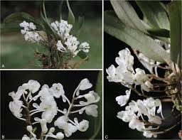 Image result for Polystachya lindblomii