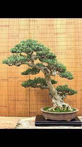 Many of our bonsai trees are individually photographed giving you complete control over selection. Pin By Theo On Amazing Bonsai Bonsai Tree Bonsai Tree Types Buy Bonsai Tree