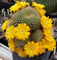 But before you start growing these amazing plants, you need to know the different types of cacti that exist and their unique needs. Kakteenweb De Das Kakteenportal Cactus Plants Drought Resistant Plants Cactus Garden