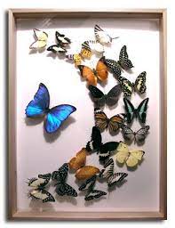 We did not find results for: Glass Display Case Butterfly Frame Butterfly Tree