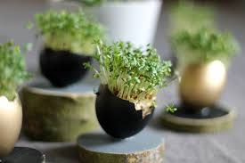 Die besten bastelideen an ostern für sie und ihr kind. Kresseeier Basteln Dekoration Fur Ostern Reiseblog Aus Brandenburg Herz An Hirn